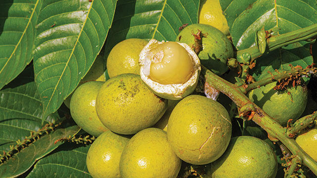 Rahasia Kesehatan dari Matoa: Harta Tersembunyi dalam Buah Asli Indonesia!