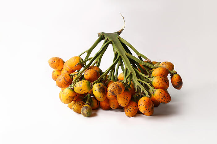 Panduan Konsumsi Buah Pinang yang Sehat dan Aman