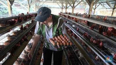 6 Juta Peternak Ayam RI Sepakat Pilih Capres Ini