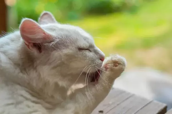 Mengapa Kucing Selalu Menjilati Kaki Depan Setelah Makan? &#91;Kompetisi KGPT&#93;