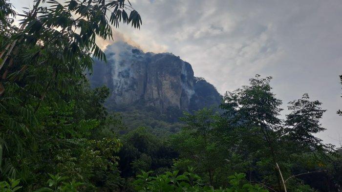 Monyet Curi Ayam Bakar Jadi Penyebab Hutan Bongkok Kebakaran? Ini Dia Faktanya!