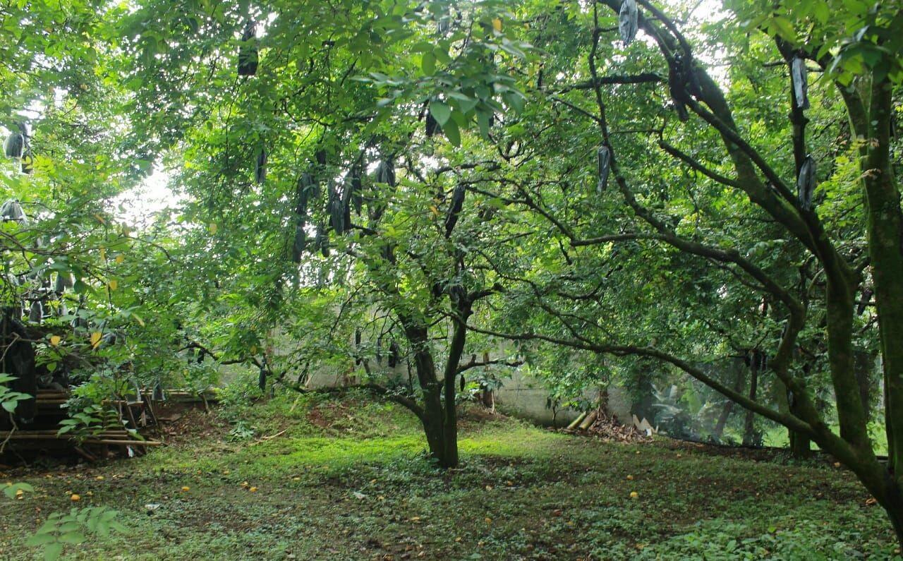 Suara Dari Pohom Belimbing - KUNCEN