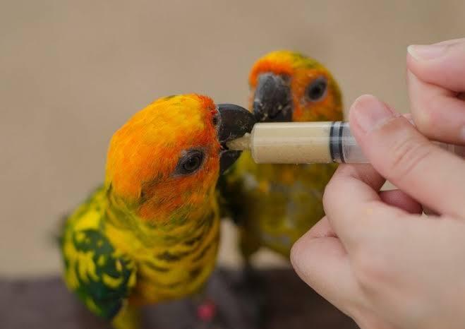 Cara Mengatasi Sisa Makanan dan Susah Bernafas pada Lovebird