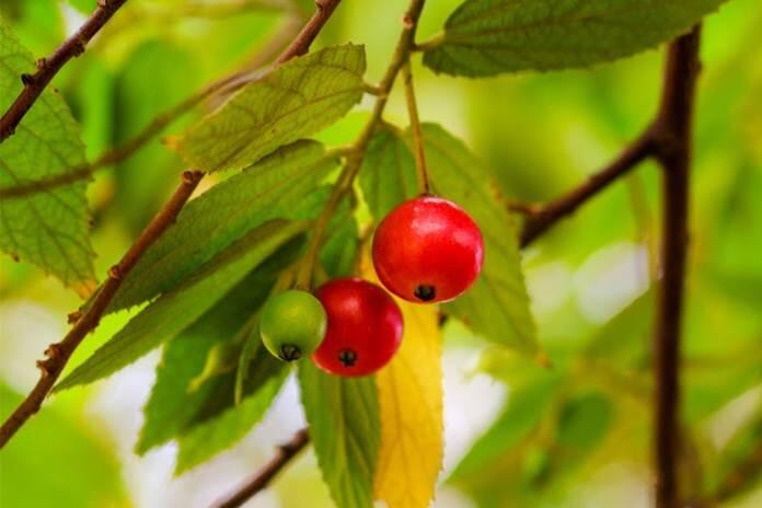 Pohon Kersen dan Keunikan Buahnya yang Populer