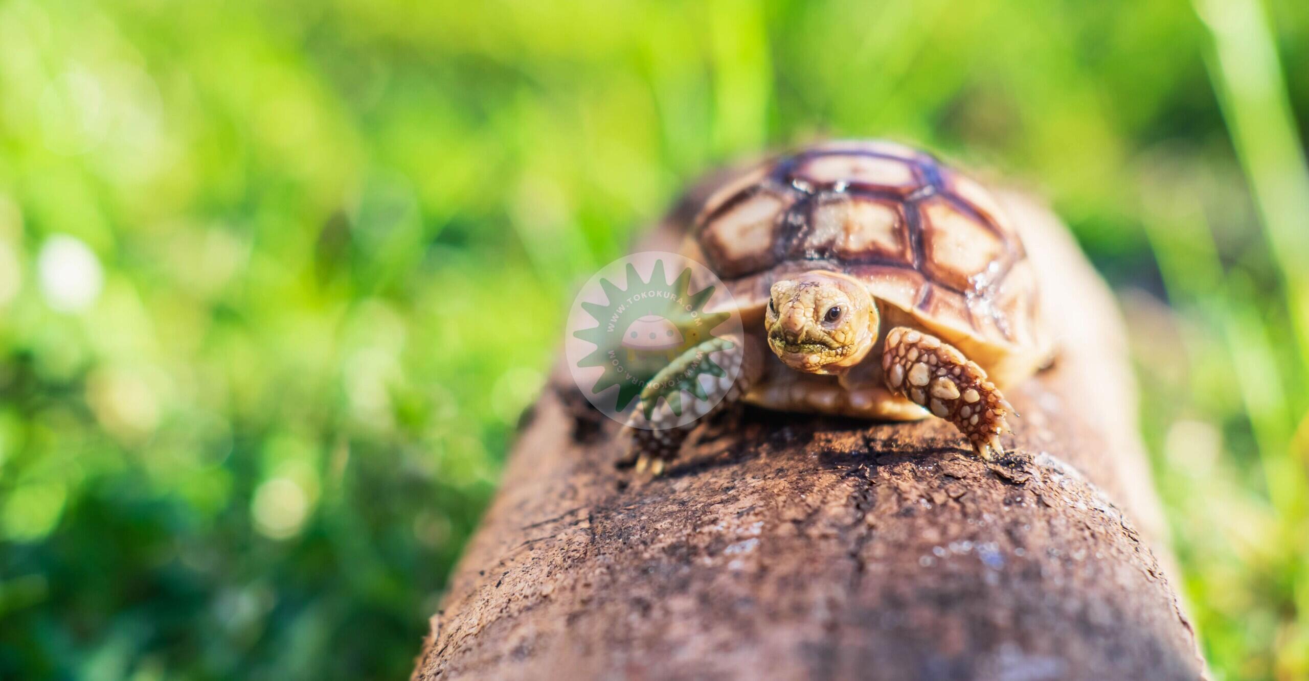 Shell Rot pada Kura-Kura Darat