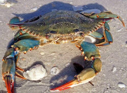 Kepiting Biru Lagi Jadi Buruan Ilmuwan Dunia, Laporkan Kalau Kamu Melihatnya, Gan!