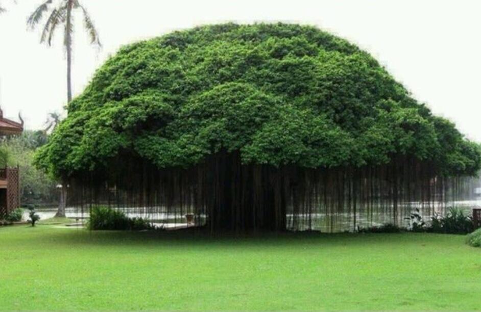10 Pohon Terindah yang Akan Memanjakan Matamu Saat Pertama Kali Melihatnya