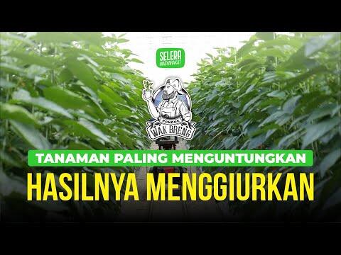 Pigmen klorofil di dalam sayuran hijau