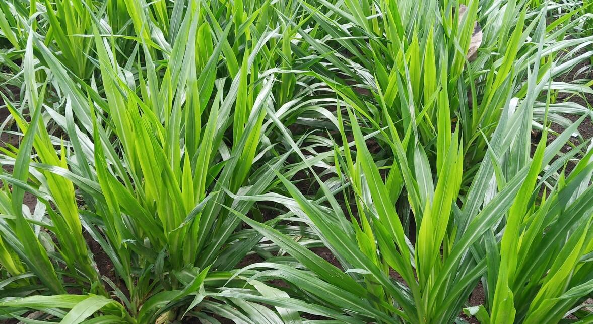 Pilihan Makanan Kambing: Jenis Rumput yang Disukai dan Manfaatnya