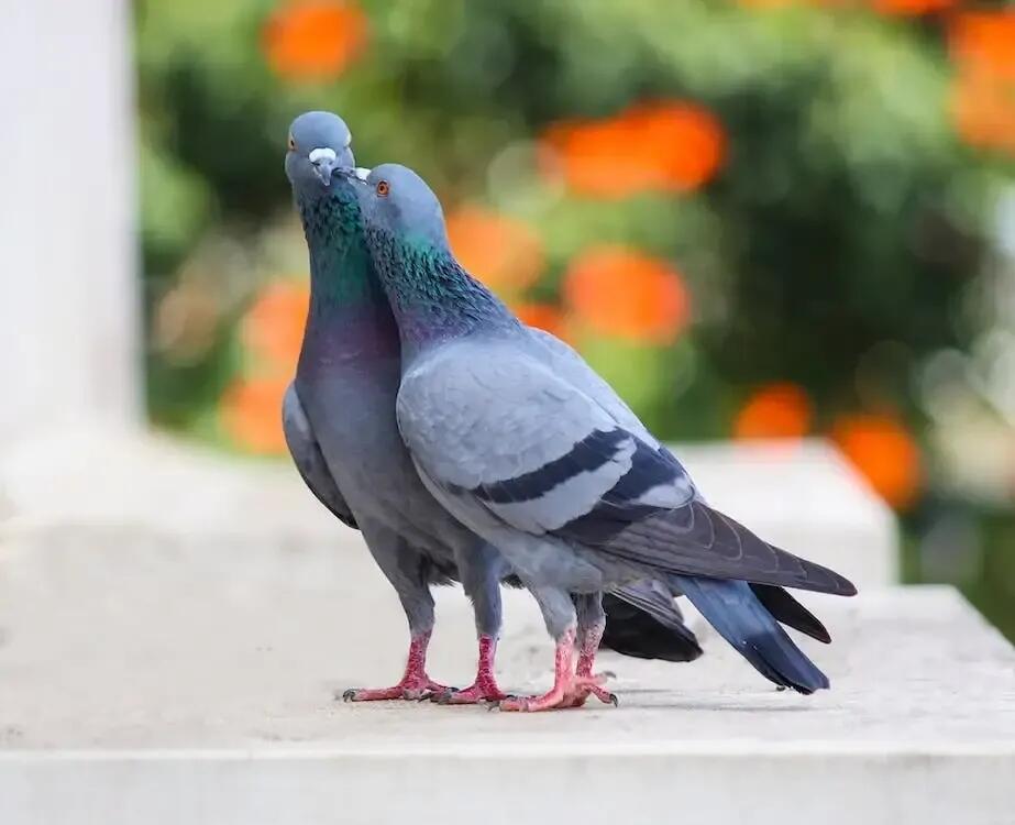 Makan Burung Merpati Goreng untuk Kecantikan, Wanita Ini Ditegur Pecinta Hewan!