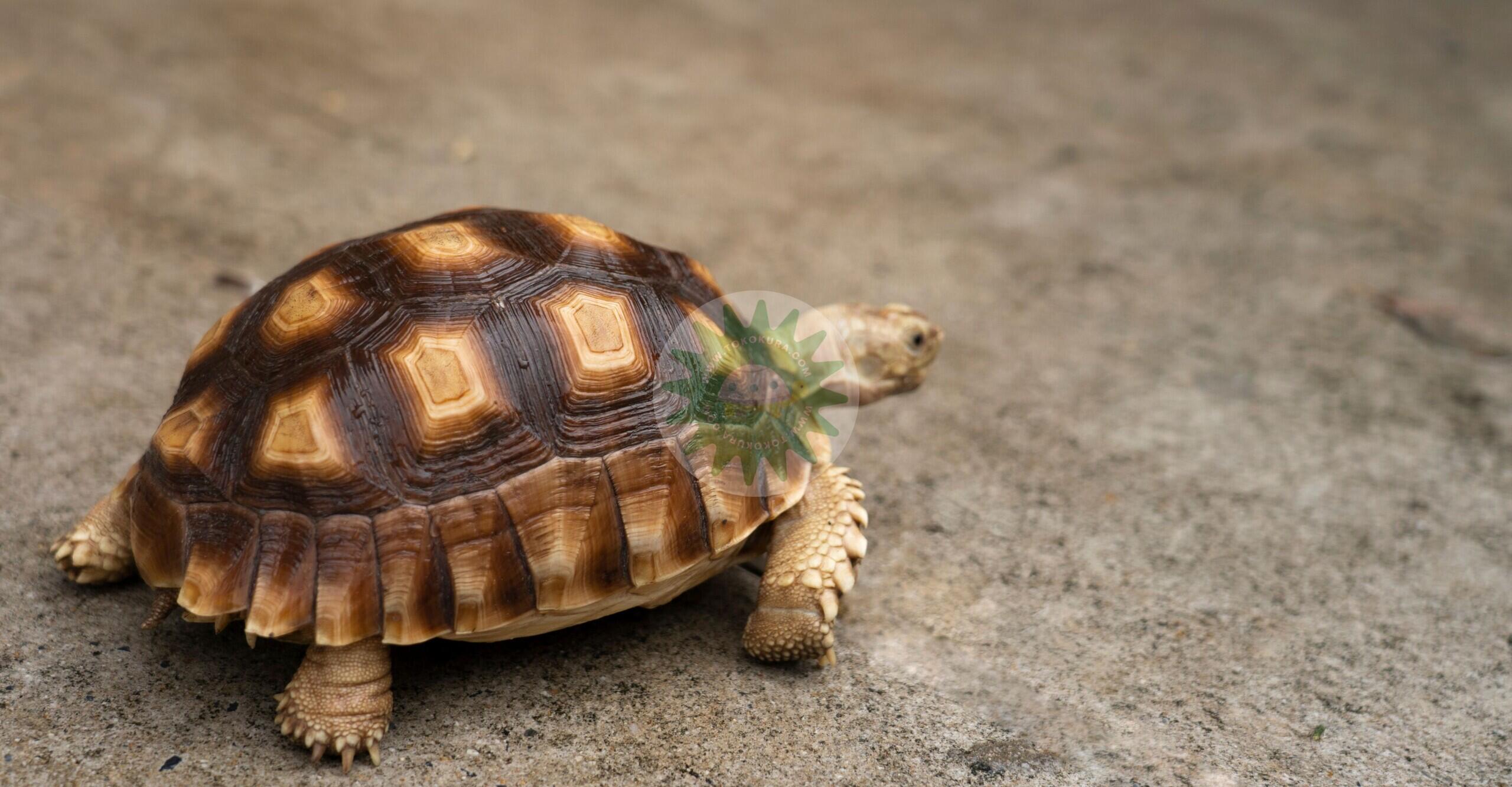 Karakteristik Kura darat Betina