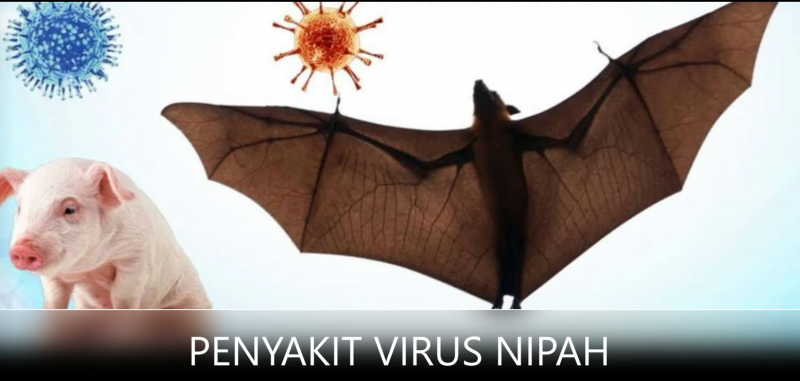 Penyakit Virus Nipah: Penyakit Emerging Zoonotik yang Berbahaya