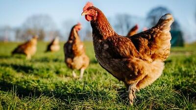 Brazil Berhasil Ternak Ayam Raksasa yang Bisa Capai Tinggi 1, 2 Meter! Mengerikan