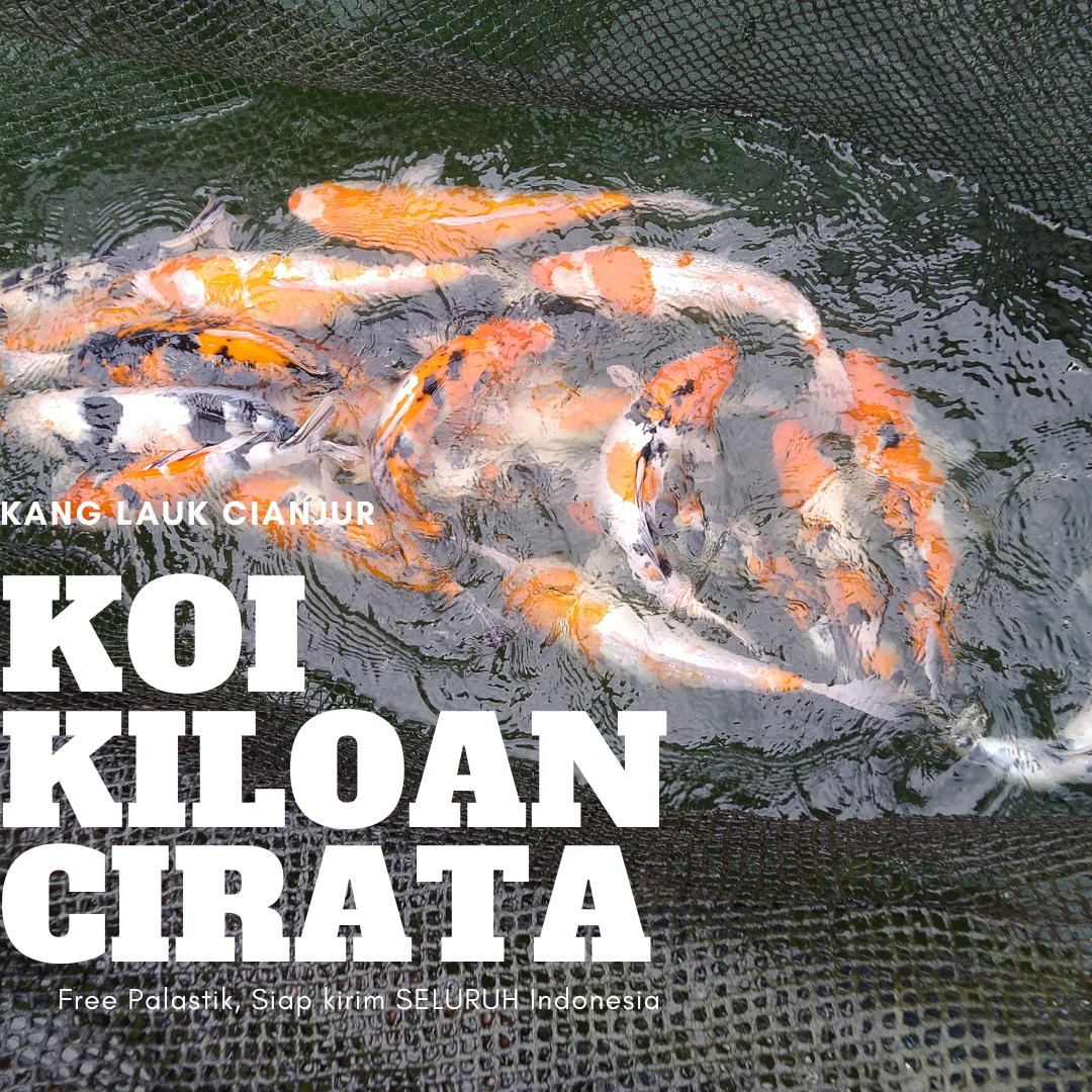 Ikan koi kiloan, Koi kiloan, ikan hias koi kiloan