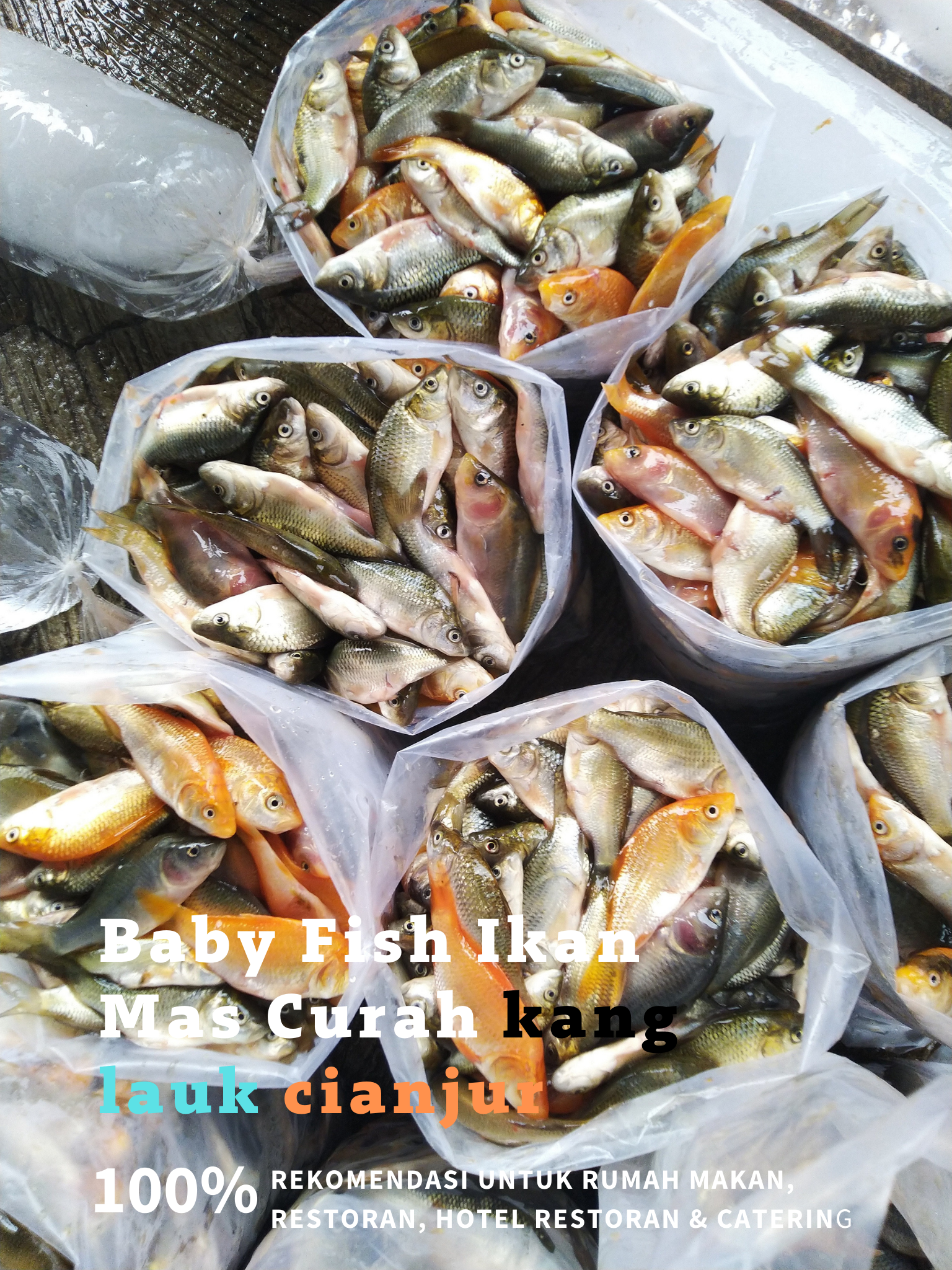 Baby fish ikan mas, Ikan mas balita, Baby ikan mas