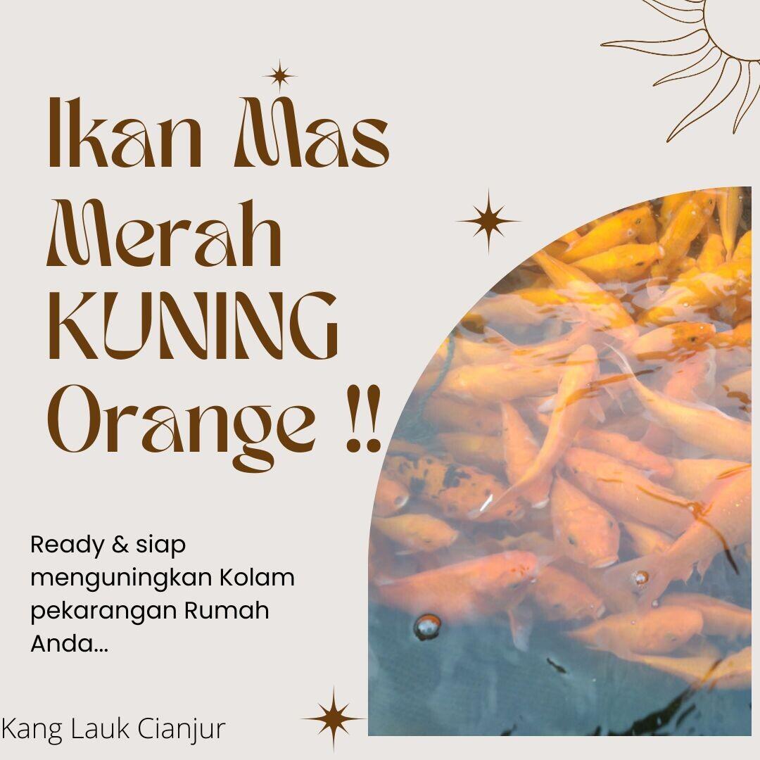 Ikan mas merah, Ikan mas orange, ikan hias ikan mas, ikan mas kuning