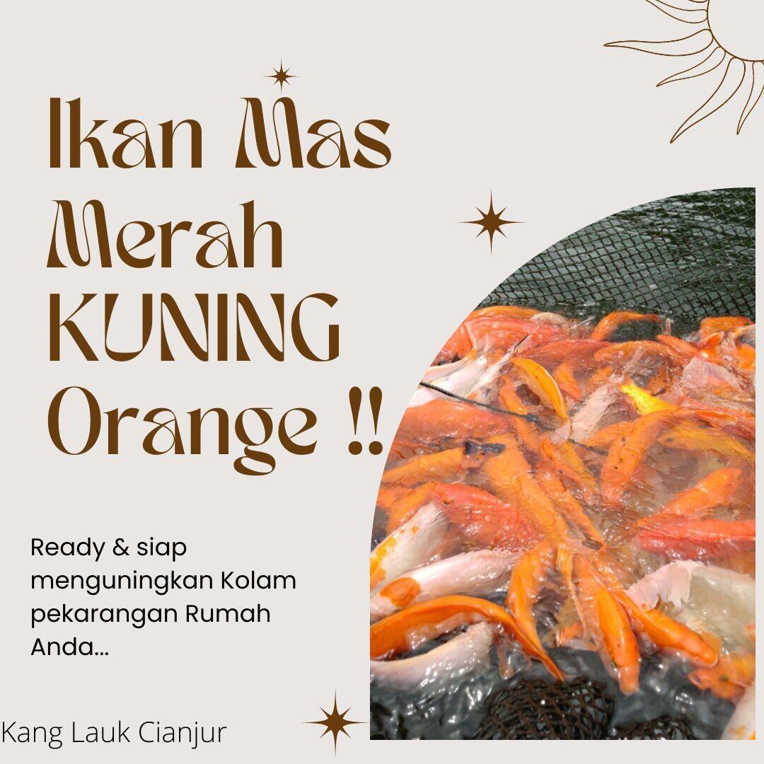 Ikan mas merah, Ikan mas orange, ikan hias ikan mas, ikan mas kuning