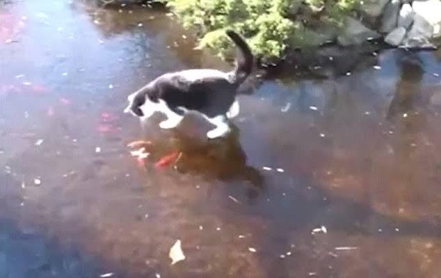 Kenapa Kucing Liar Suka Makan Ikan?