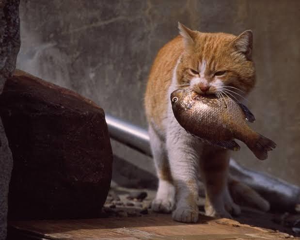 Kenapa Kucing Liar Suka Makan Ikan?