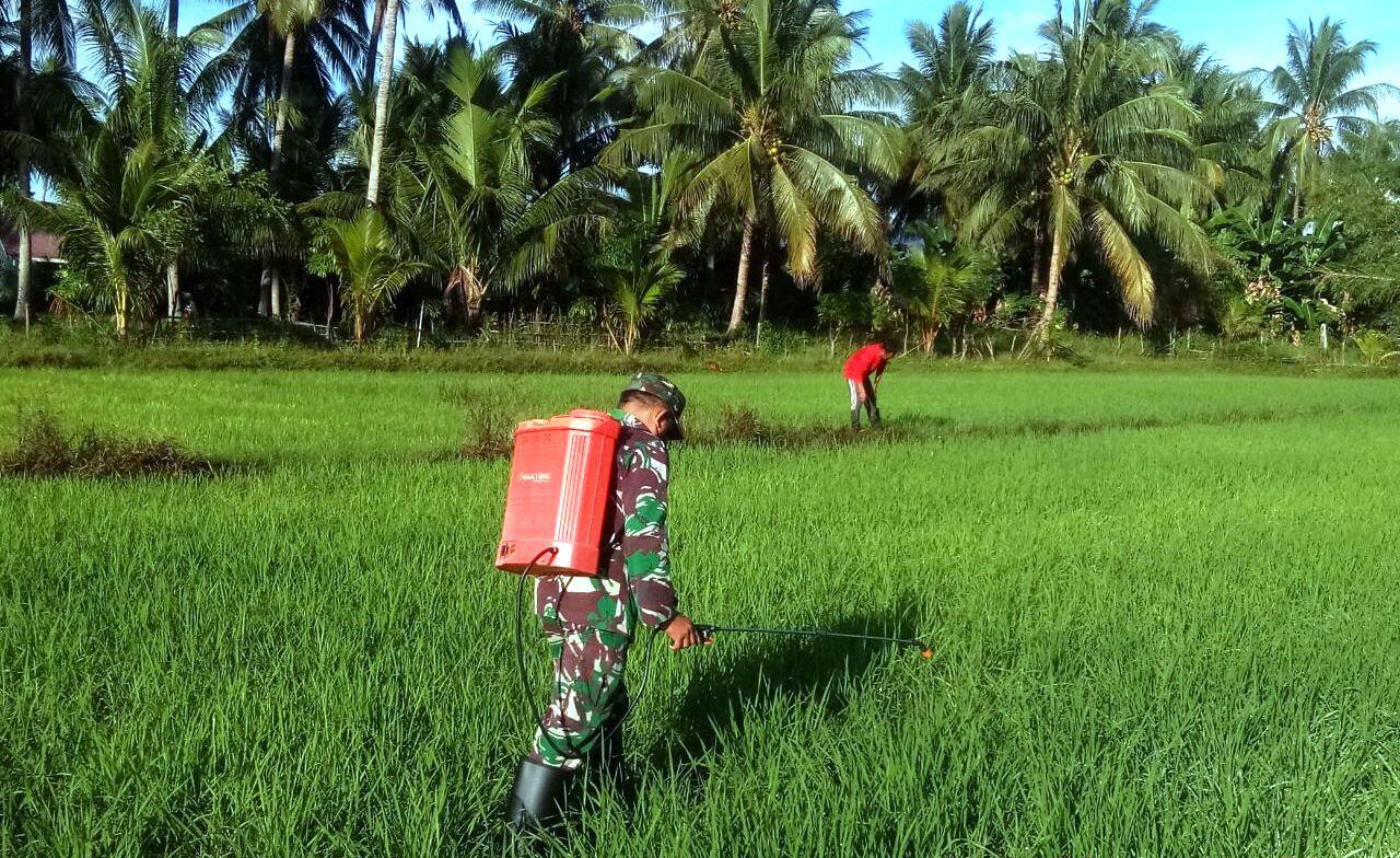 Pemasaran dan Distribusi Hasil Panen PadiStrategi Sukses untuk Petani Padi