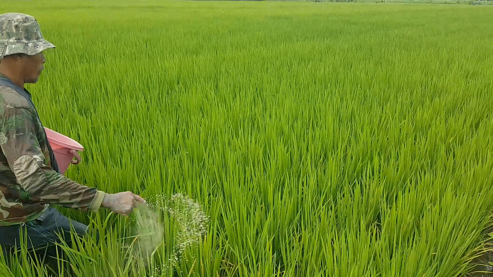 Pemasaran dan Distribusi Hasil Panen PadiStrategi Sukses untuk Petani Padi