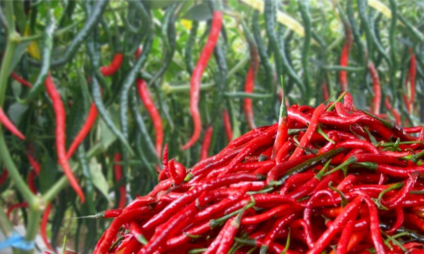 Cabai Merah Keriting Aneka Rasa Pedas dalam Gaya yang Keriting