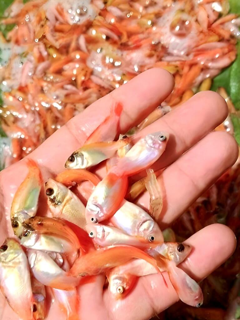 Tips Sukses ! Begini Cara Pemilihan Bibit Ikan Nila yang Tepat Agar Budidaya Berhasil