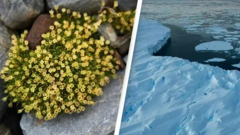 Bunga-bunga Tumbuh Pesat di Antartika, Ilmuwan Malah Ketar-ketir! Pertanda Buruk?