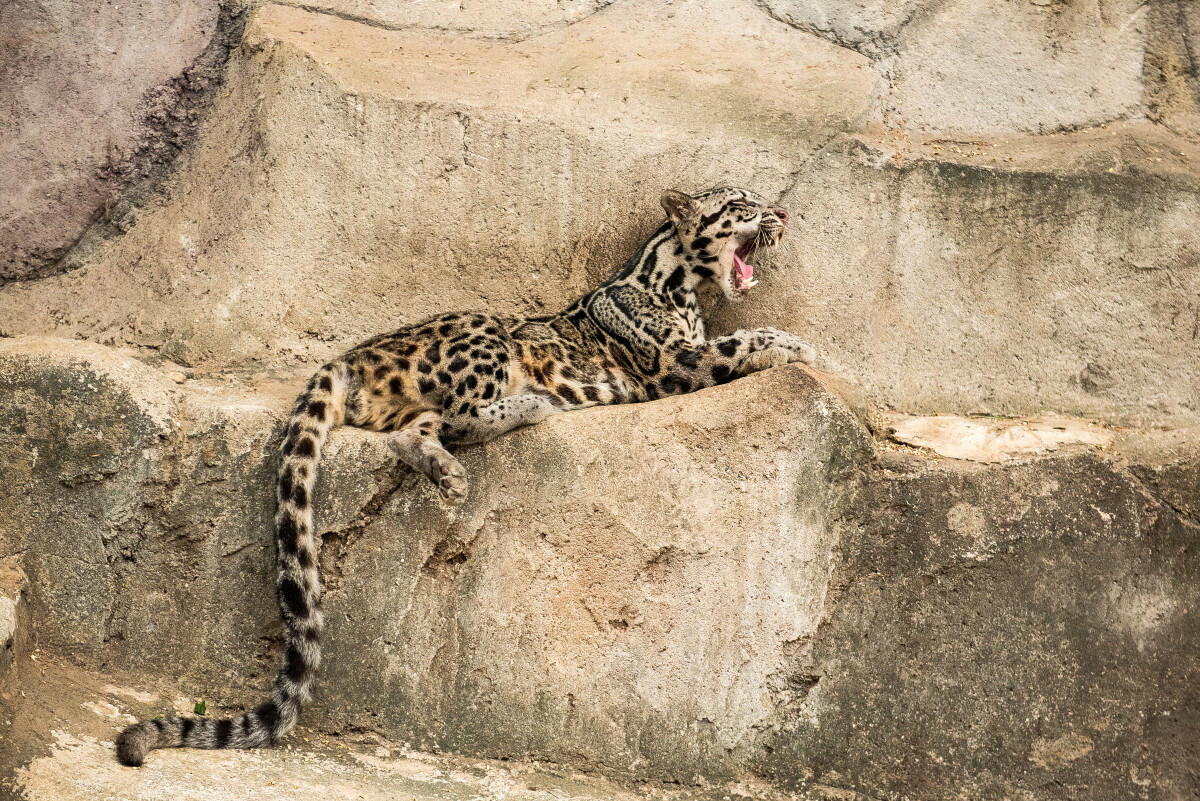 Mengenal kucing-kucing Nusantara