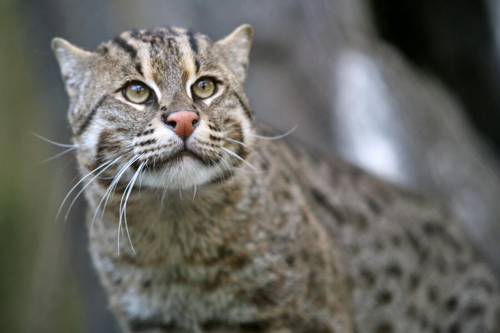 Mengenal kucing-kucing Nusantara