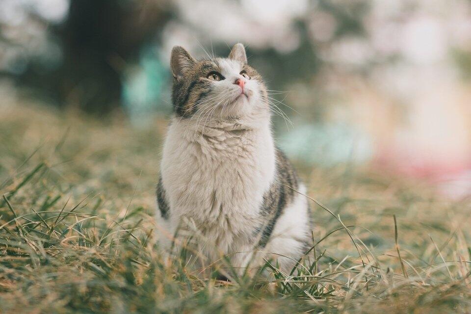 Kenapa Kucing Suka Pup Di Pasir?