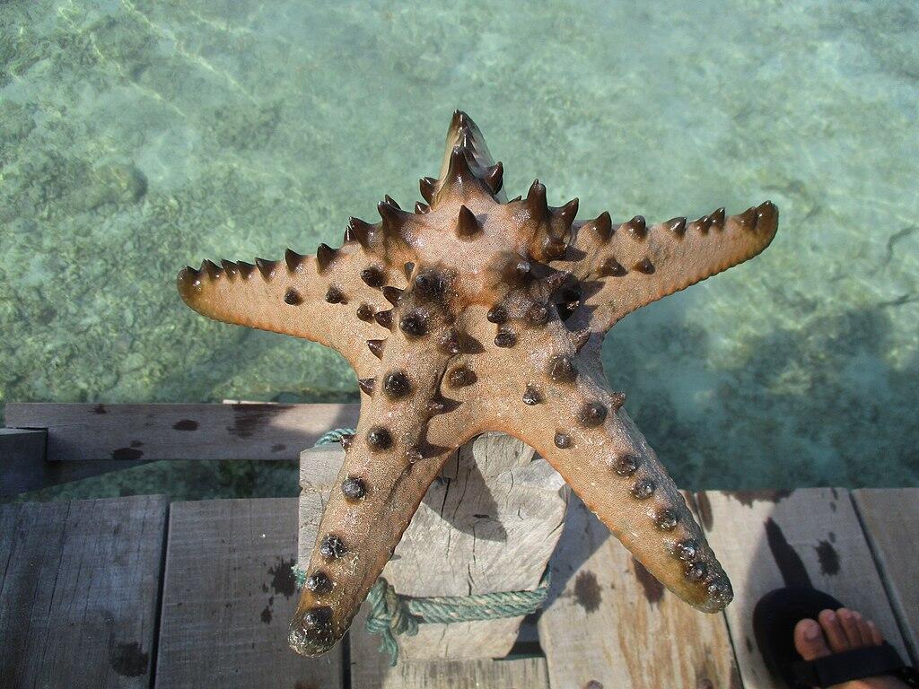 Tahukah Kamu, Bintang Laut Itu Gak Ada Otaknya Loh