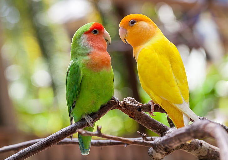 Tak Cuma Manusia, Burung Juga Bisa Bercerai Loh Gara-Gara Pergaulan Bebas