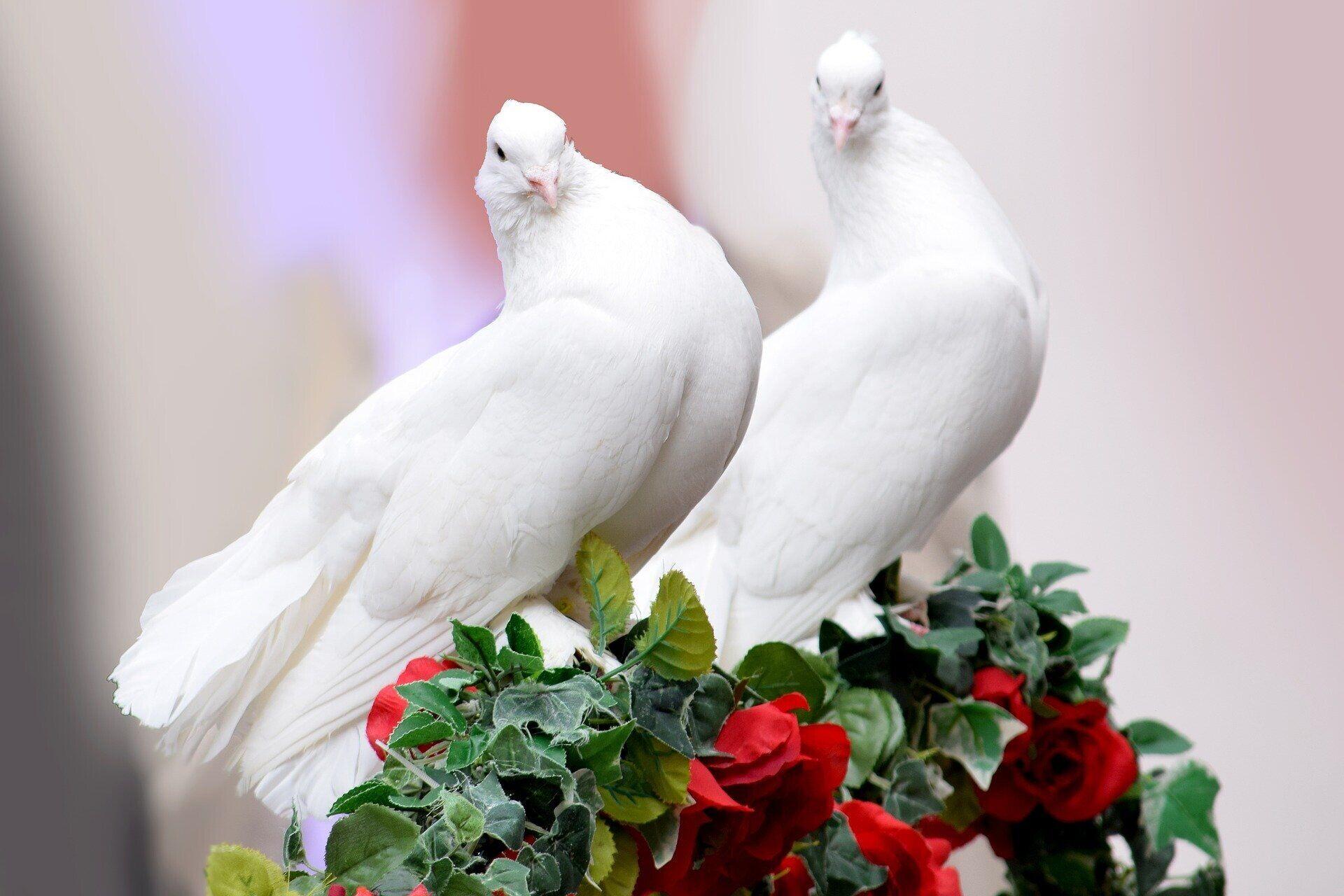 Tak Cuma Manusia, Burung Juga Bisa Bercerai Loh Gara-Gara Pergaulan Bebas