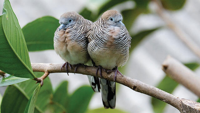 Tak Cuma Manusia, Burung Juga Bisa Bercerai Loh Gara-Gara Pergaulan Bebas