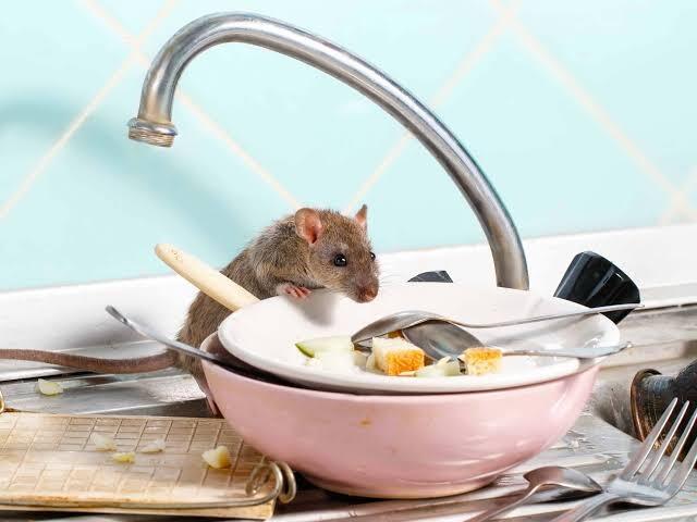 Tikus Banyak Di Area Dapur, Duh Ngeselin Banget Ya Gan!