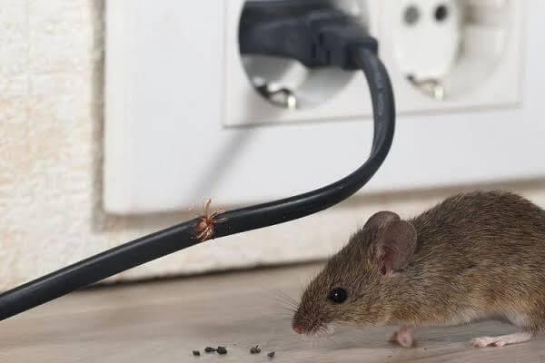 Tikus Banyak Di Area Dapur, Duh Ngeselin Banget Ya Gan!