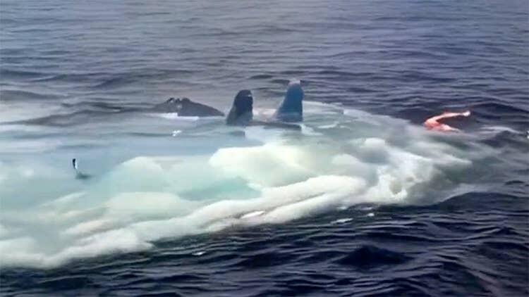 Video yang Bocor ke Publik, Ungkap Kenangan Pahit Su-33 Saat Berenang di Mediterania