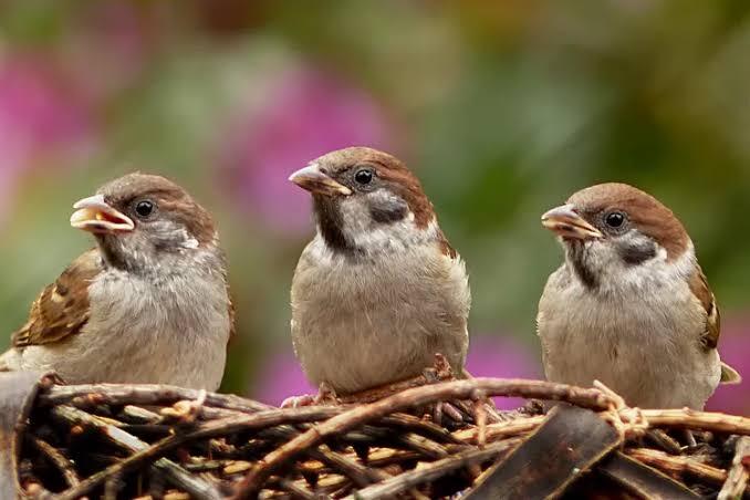 Kenapa Burung Gereja Gak Dipelihara Oleh Manusia?