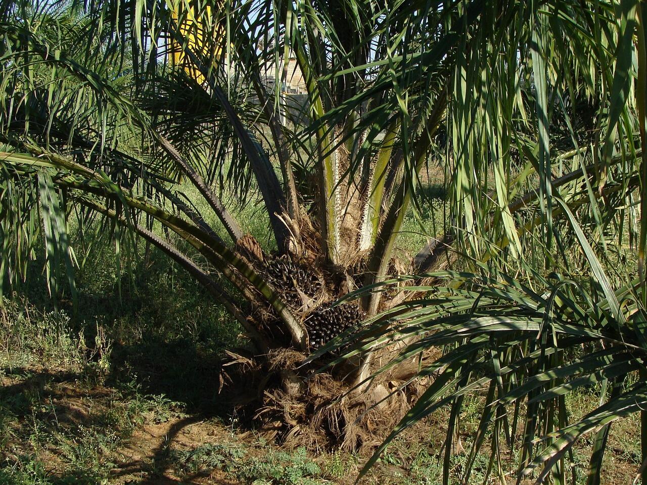 Pemupukan Pohon Sawit Di Musim Kemarau