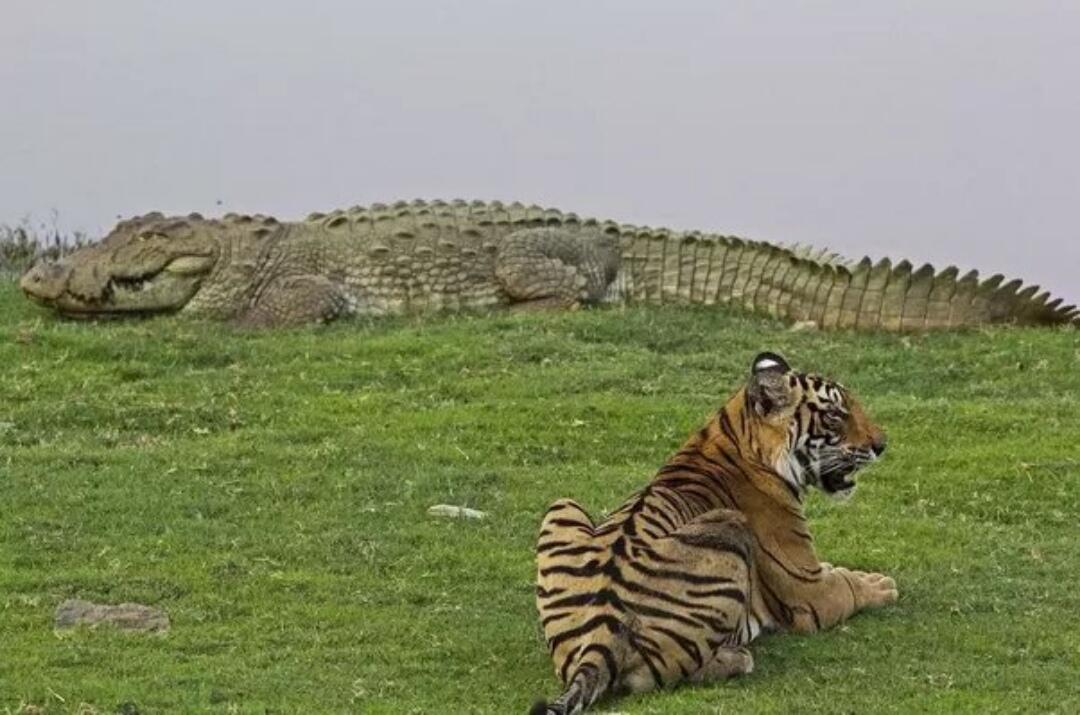 Harimau vs Buaya, Siapakah yang Menang? Ini Dia Berdasarkan Kejadian Nyata di India