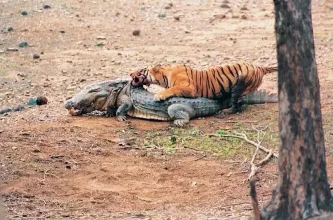 Harimau vs Buaya, Siapakah yang Menang? Ini Dia Berdasarkan Kejadian Nyata di India