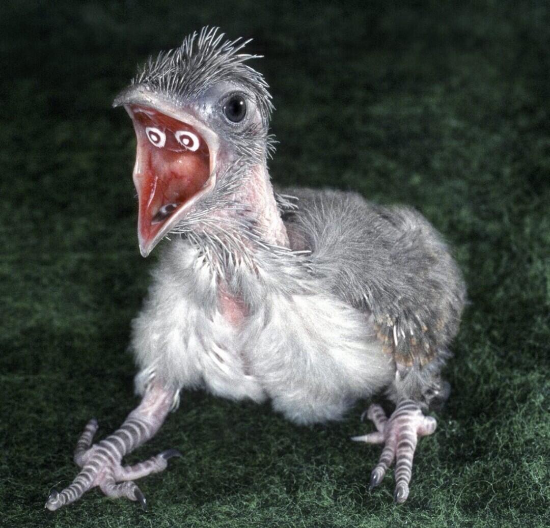 Crested Coa — Burung Dengan Perawakan Menyeramkan ini Akan Menakutimu