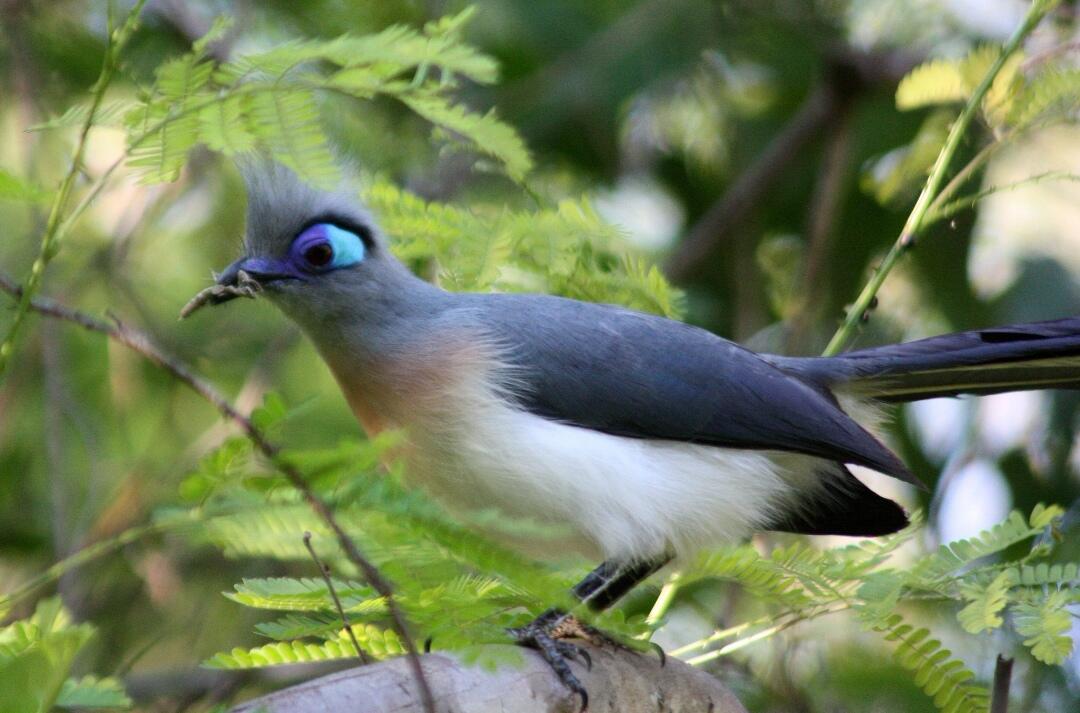Crested Coa — Burung Dengan Perawakan Menyeramkan ini Akan Menakutimu