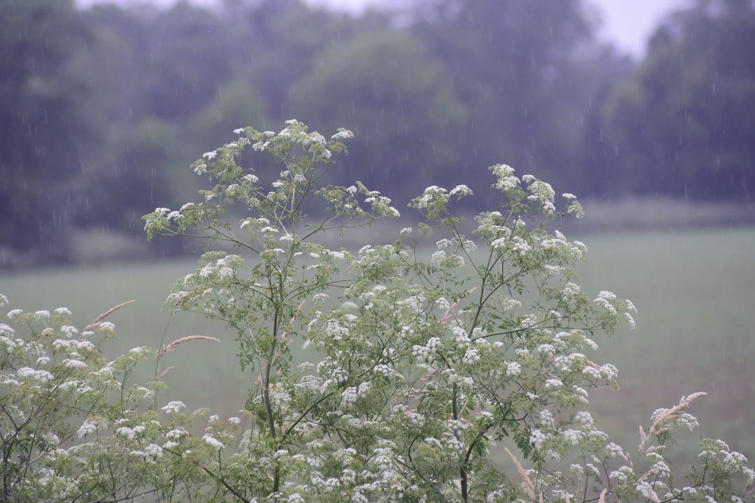 Poison Hemlock — Tanaman ini Digunakan Pembunuh Bayaran Hingga Sekarang