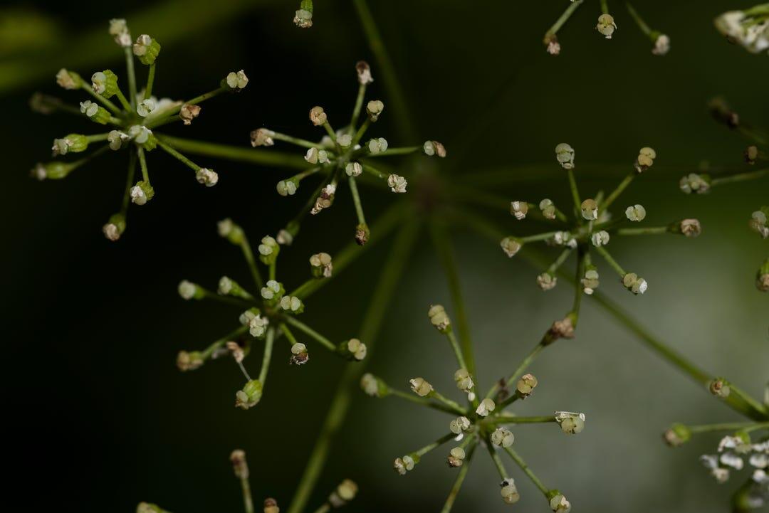 Poison Hemlock — Tanaman ini Digunakan Pembunuh Bayaran Hingga Sekarang