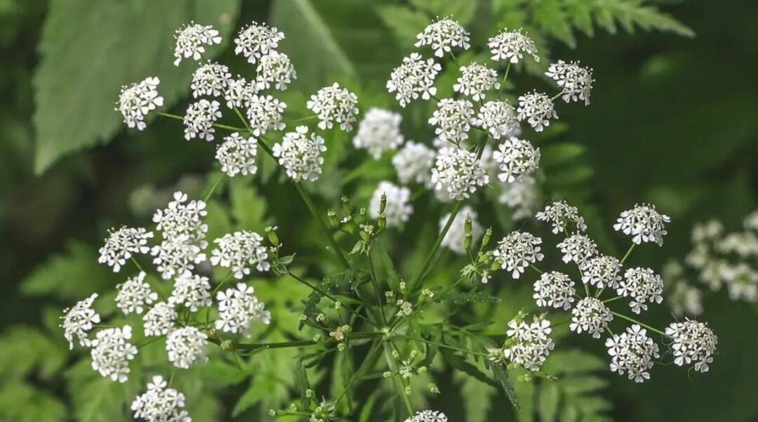 Poison Hemlock — Tanaman ini Digunakan Pembunuh Bayaran Hingga Sekarang