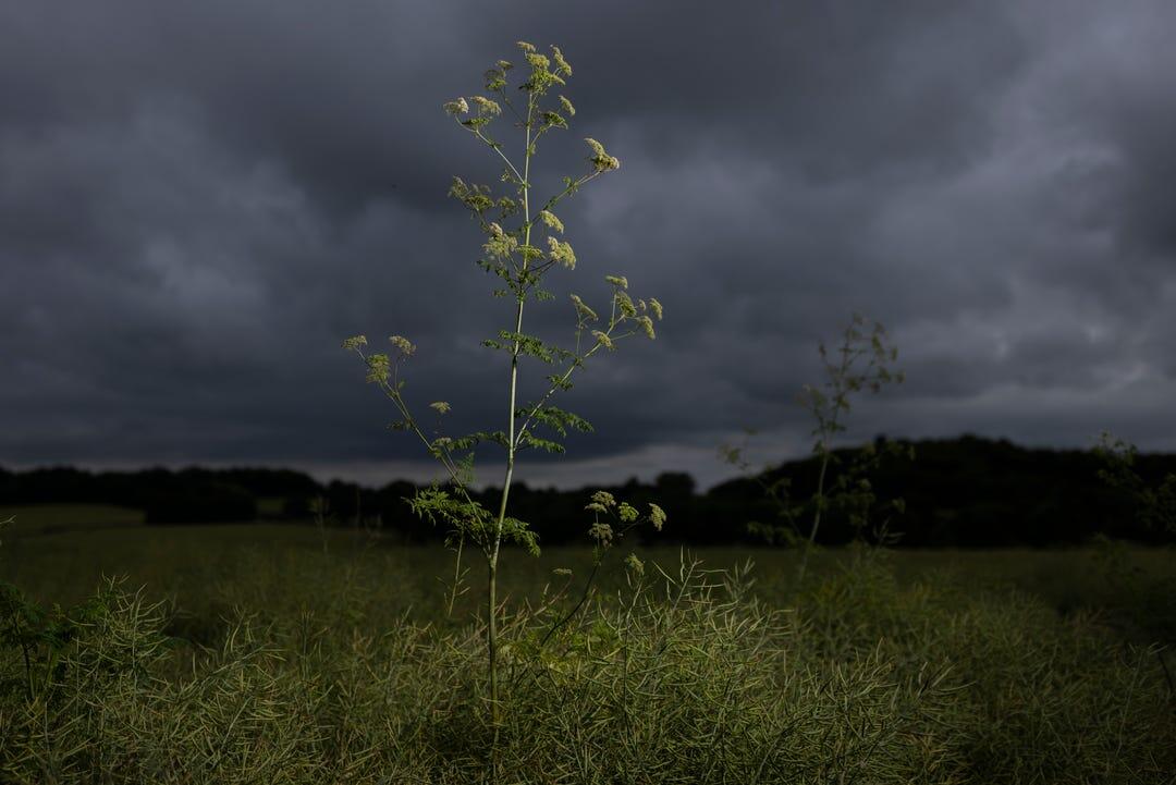 Poison Hemlock — Tanaman ini Digunakan Pembunuh Bayaran Hingga Sekarang