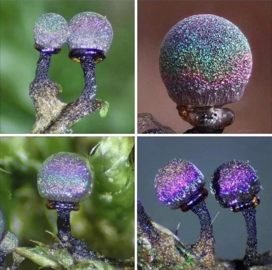 Amethyst Mushroom — Jamur Berwarna Glitter ini Tampak Seperti Galaxy