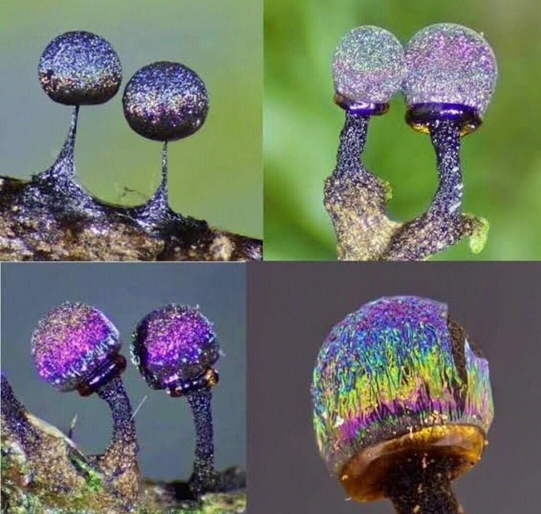 Amethyst Mushroom — Jamur Berwarna Glitter ini Tampak Seperti Galaxy